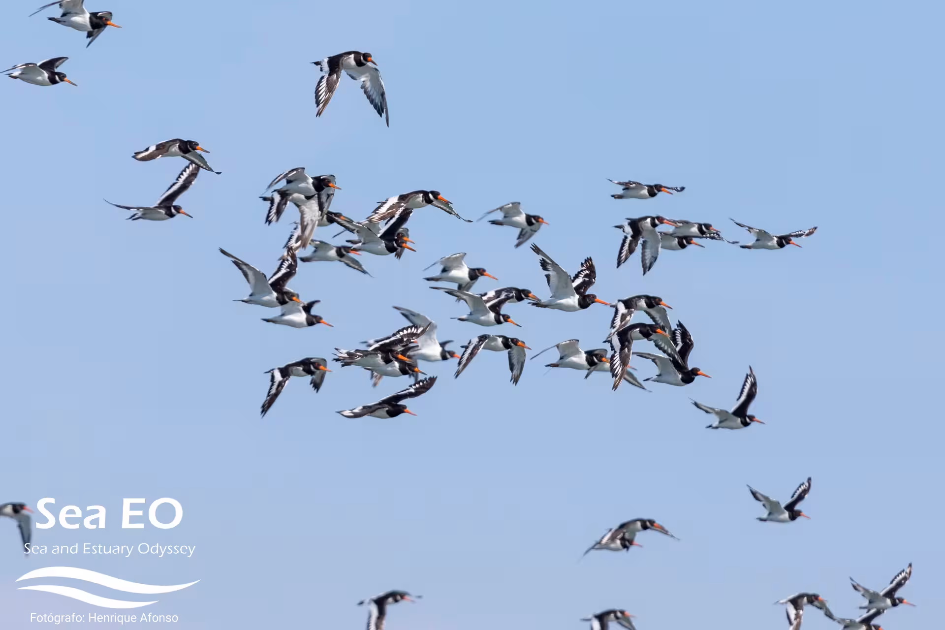 Flock of oystercatchers in flight over the estuary, a highlight on coastal birdwatching tours and cruises