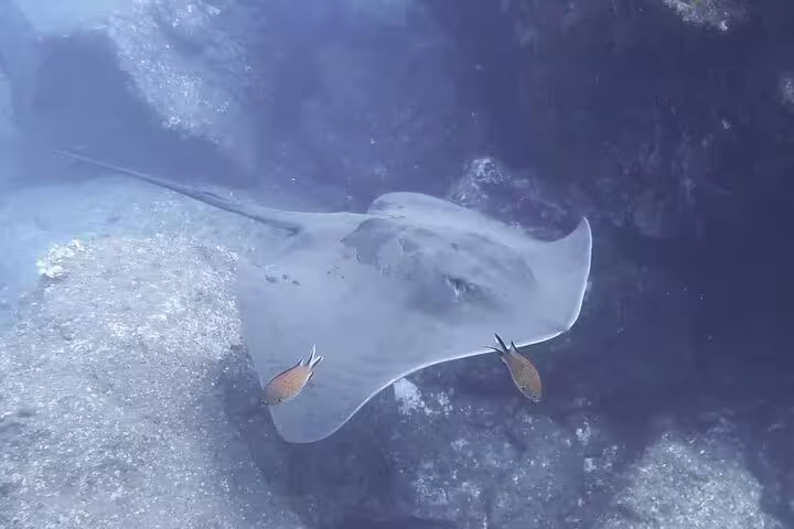 Diving with stingrays in a vibrant underwater landscape, perfect for an Open Water Course adventure and marine exploration.