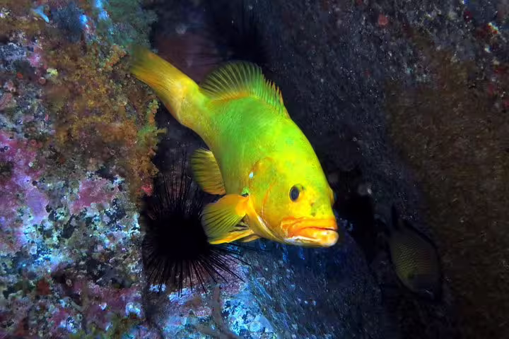 Vibrant yellow fish swimming among colorful coral reefs and sea urchins, highlighting marine biodiversity for Open Water Course.
