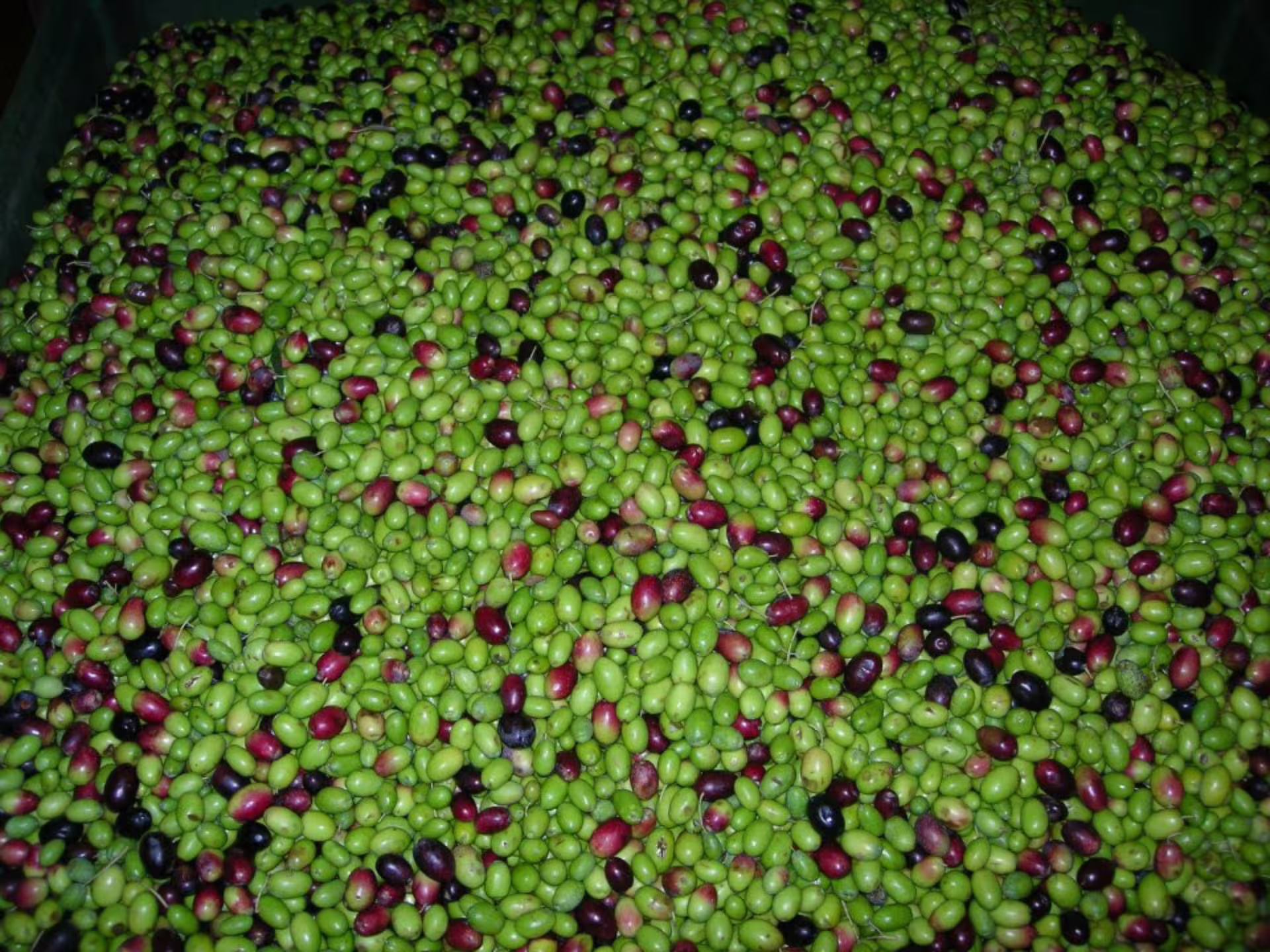 Freshly harvested green and purple olives piled at a Padua Hills olive mill tour before pressing and tasting