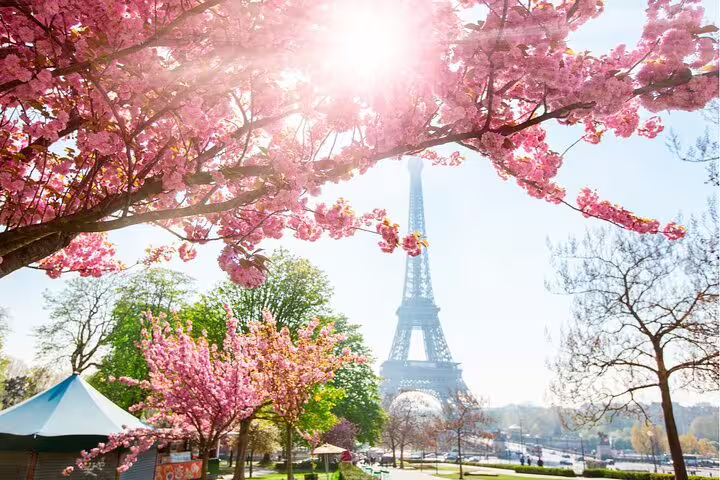 Eiffel Tower framed by pink cherry blossoms in full bloom on a sunny spring day in Paris
