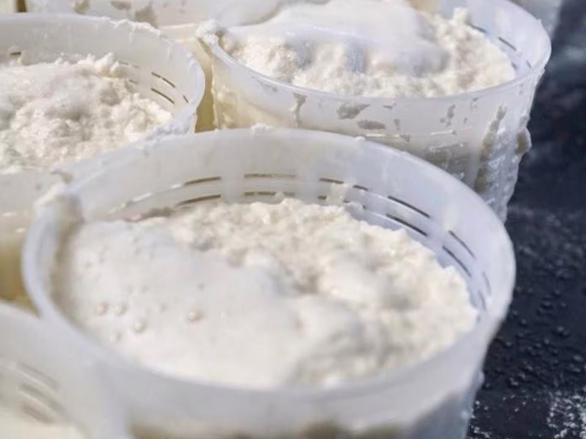Fresh curds in molds, an essential step in Parmesan cheese making near Parma, Italy.