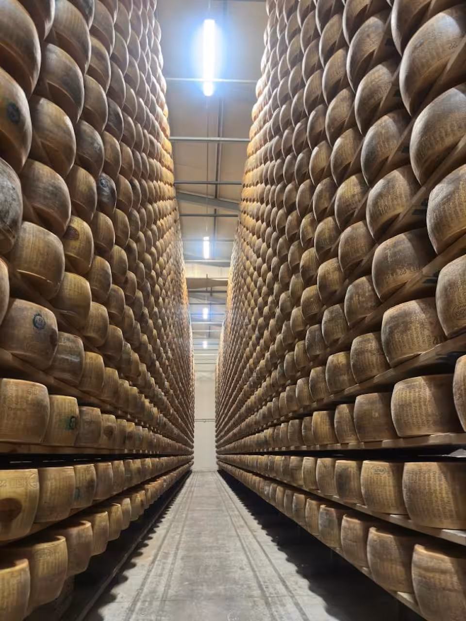 Rows of aging Parmesan cheese wheels stacked in a climate-controlled warehouse, showcasing the artisanal process.