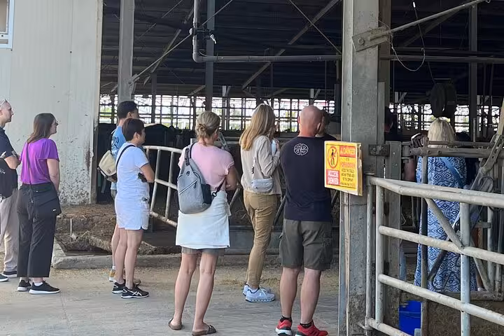 Tour group observing cows in a barn, part of the Parmigiano Reggiano and Balsamic Vinegar farm experience.