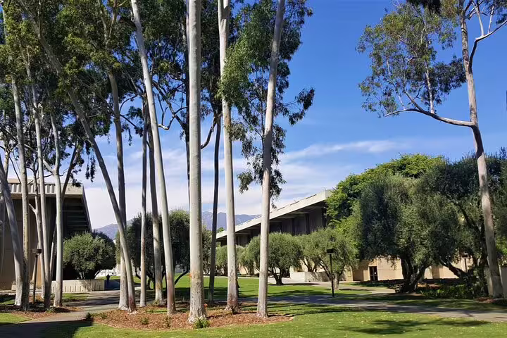 Tall eucalyptus trees and low buildings on a sunny Pasadena campus with mountains in background