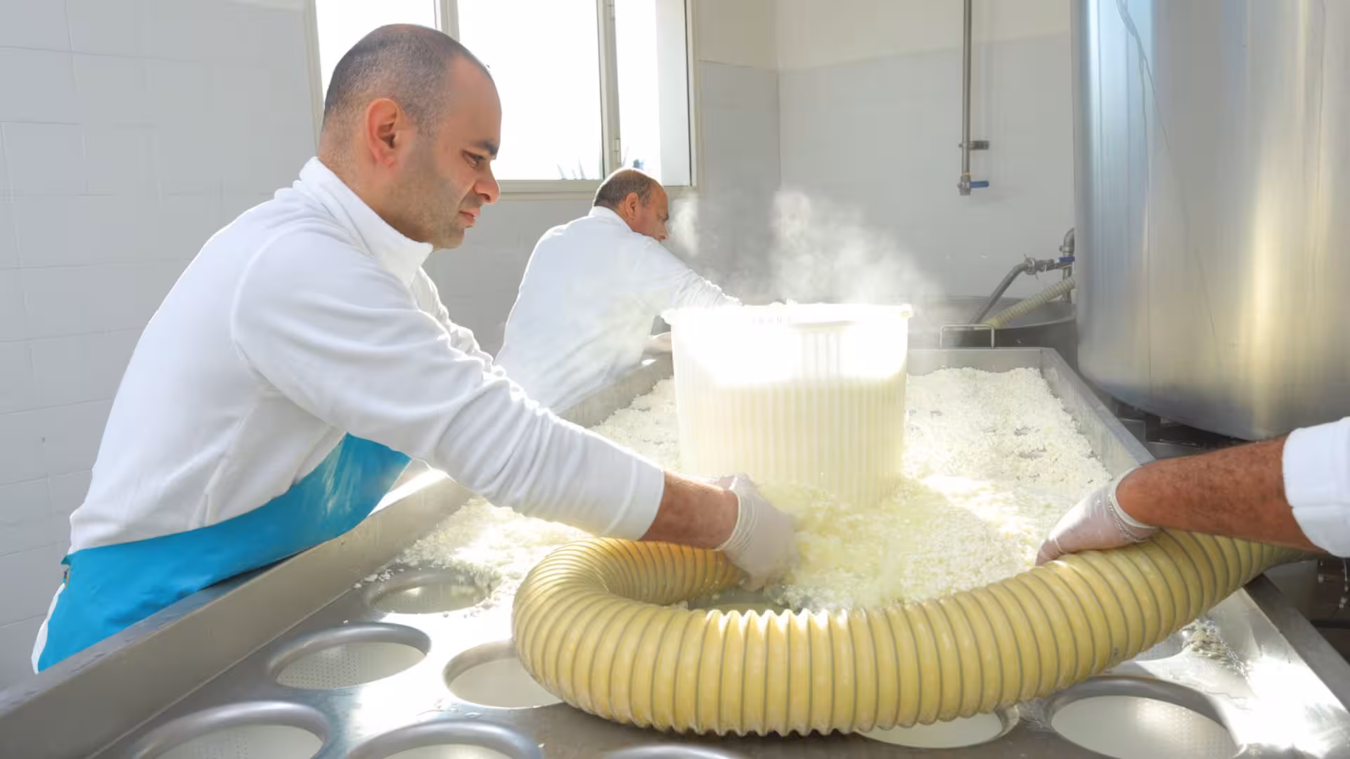 Artisan cheese makers working with fresh curds in a Pattada cheese factory for authentic cheese production.