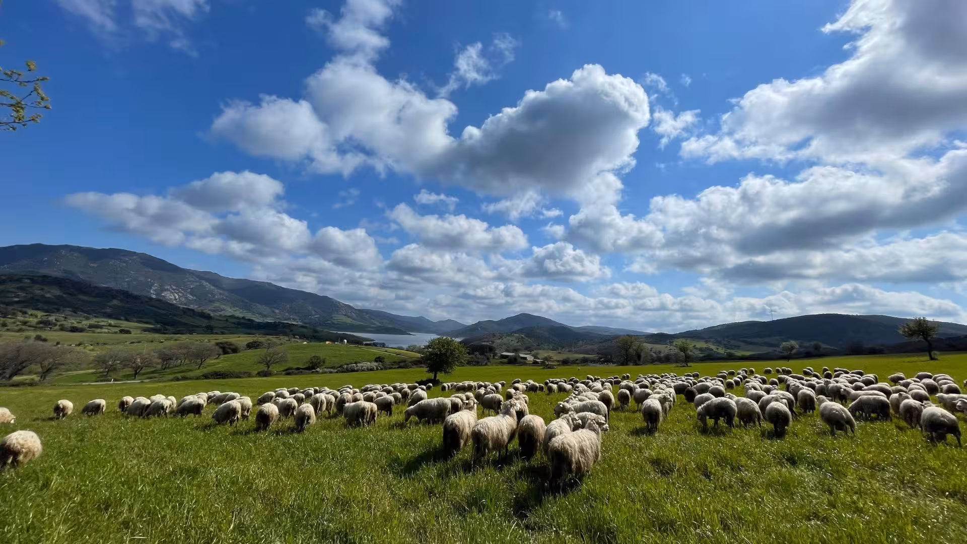 Flock of sheep grazing on lush green pastures in Pattada under a bright blue sky, ideal for cheese production.