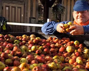 Apple harvest in Pays d'Auge orchard near Le Havre, farmer sorting cider apples for Calvados tasting tour