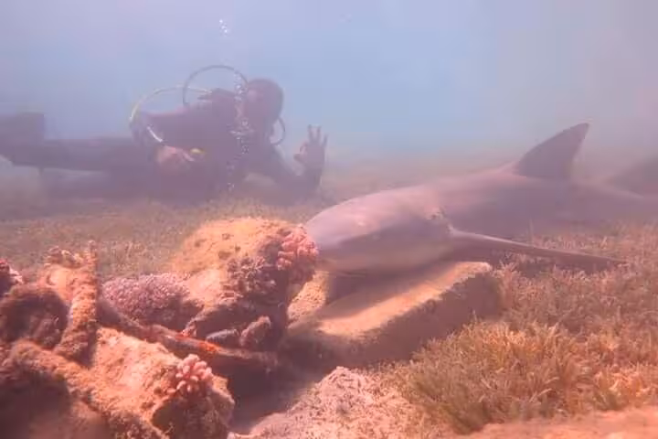 PDI Advanced Open Water course diver observing a reef shark near a wreck, practicing buoyancy control