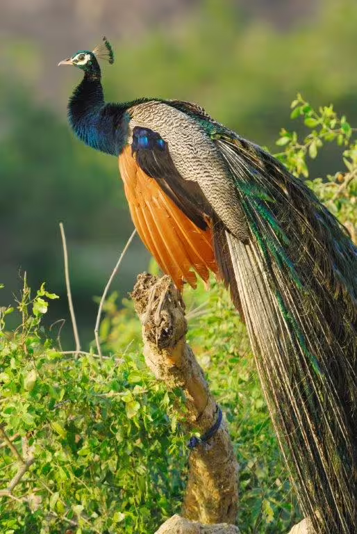 Majestic peacock perched amidst vibrant foliage in Sri Lanka's wilderness.