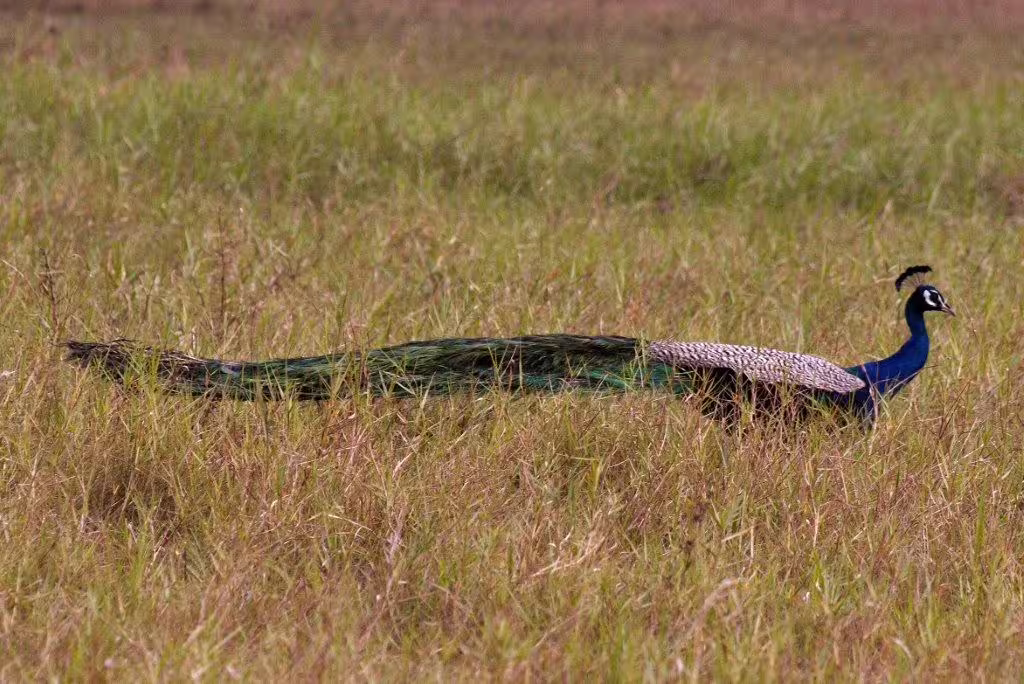A vibrant peacock struts through the grassy plains of Sri Lanka, displaying its stunning tail feathers.