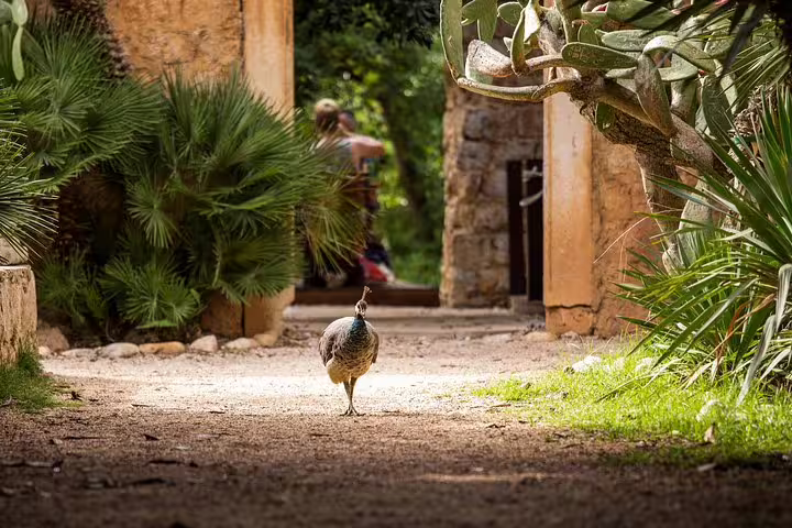 Peacock walking in Trsteno Arboretum gardens near Dubrovnik, featured on the King's Landing Iron Throne group tour