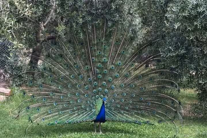 Peacock in a Tuscan garden, a charming stop on Chianti wine tasting tour from Florence to Greve