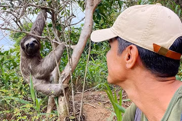 Traveler encounters a sloth in its natural habitat during a hike through Rio's vibrant Pedra da Gávea trail.