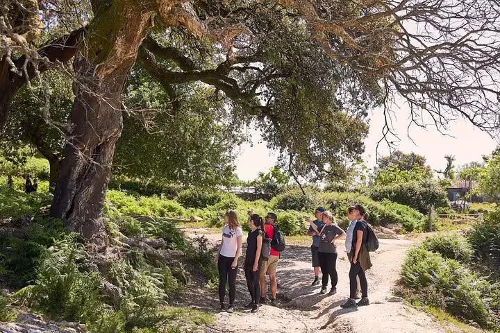 Group of hikers explore a lush forest trail under a large tree in Peneda-Gerês National Park's scenic landscape.