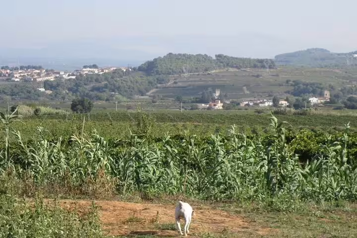 Experience the scenic vineyards of Penedés with lush greenery and distant hills, perfect for wine tours.