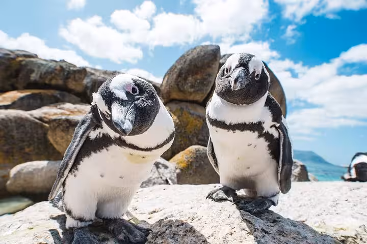 Close-up of two adorable penguins on Boulder Beach against a bright blue sky.