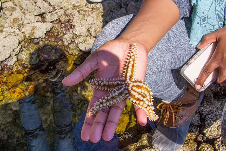 Person holding a starfish during a Discover Arrábida tour, showcasing marine life exploration in Portugal's secret paradise.