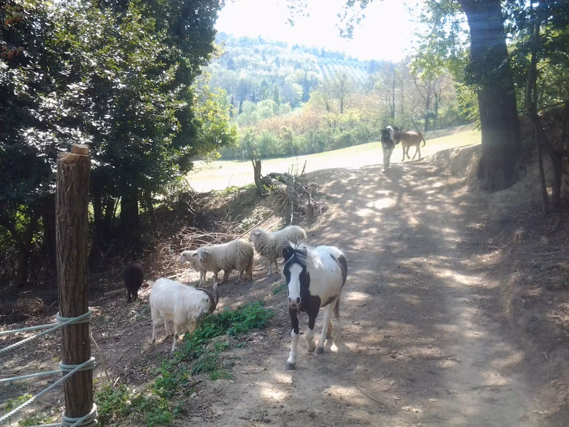 Farm animals including goats, sheep, and a pony roam a scenic Pesaro farm path under lush greenery.