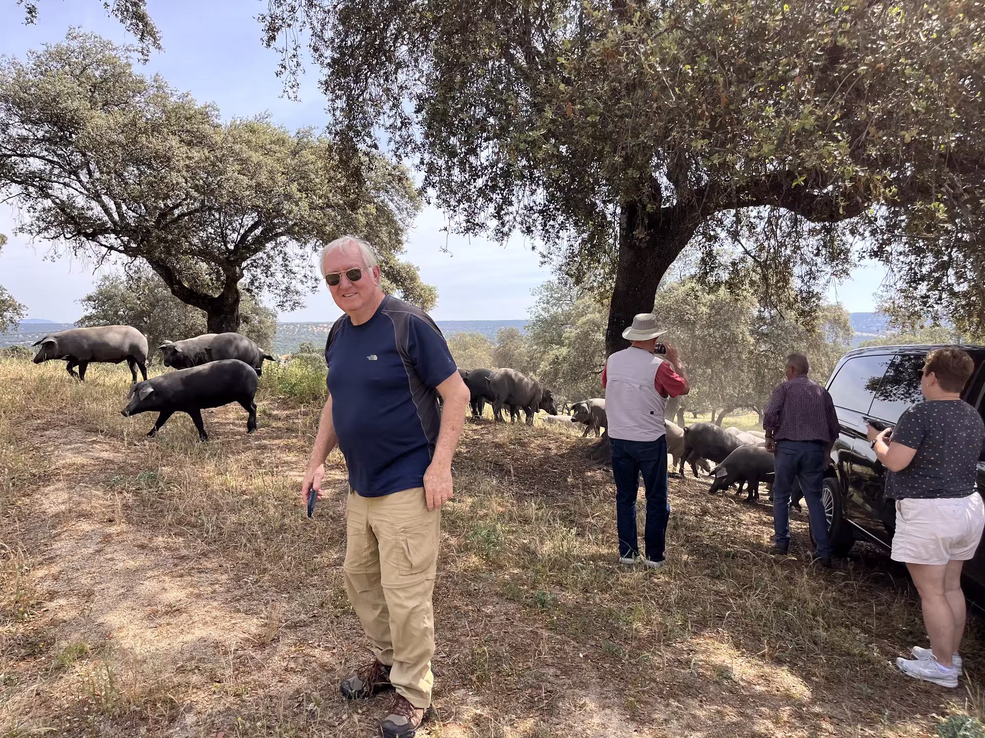 Tourists enjoying a photographic safari with Iberian pigs under oak trees in the Spanish countryside.