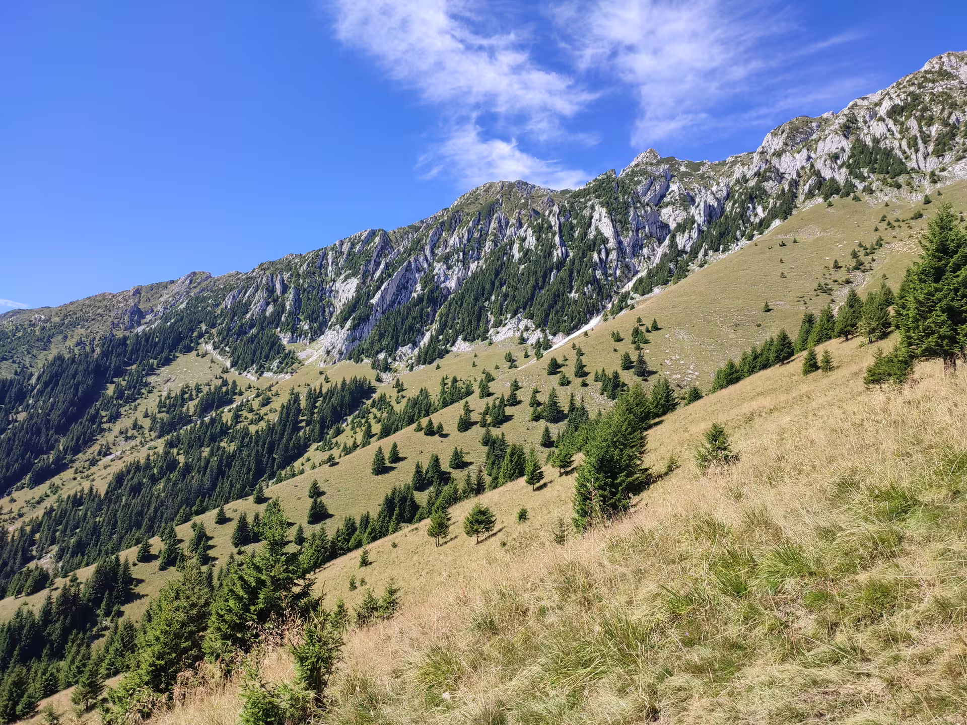 Rocky Piatra Craiului ridge with scattered spruce trees on steep alpine meadow slopes under blue sky