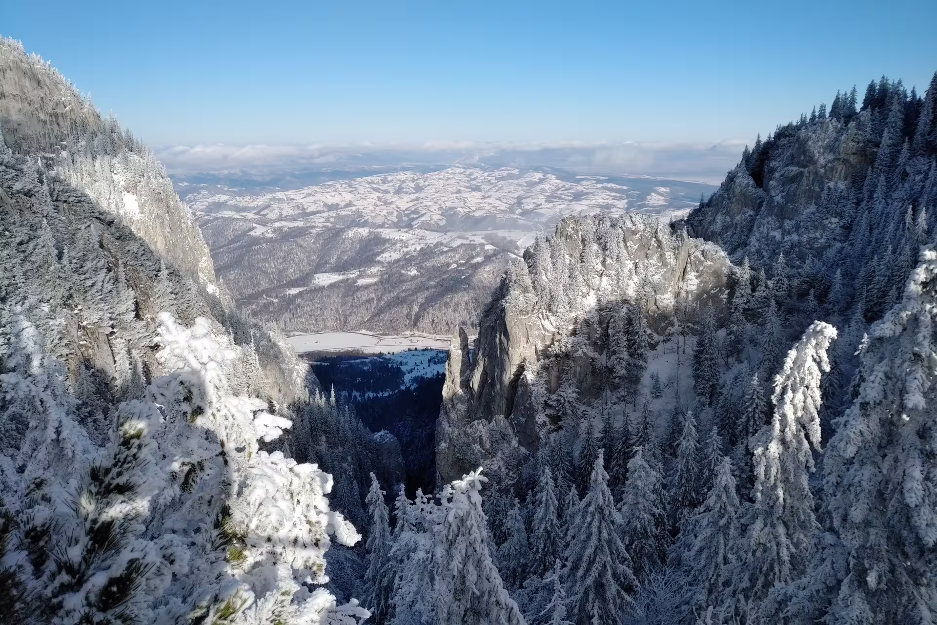 Snow-covered pine forests and rocky cliffs in Piatra Craiului National Park with panoramic winter valley views