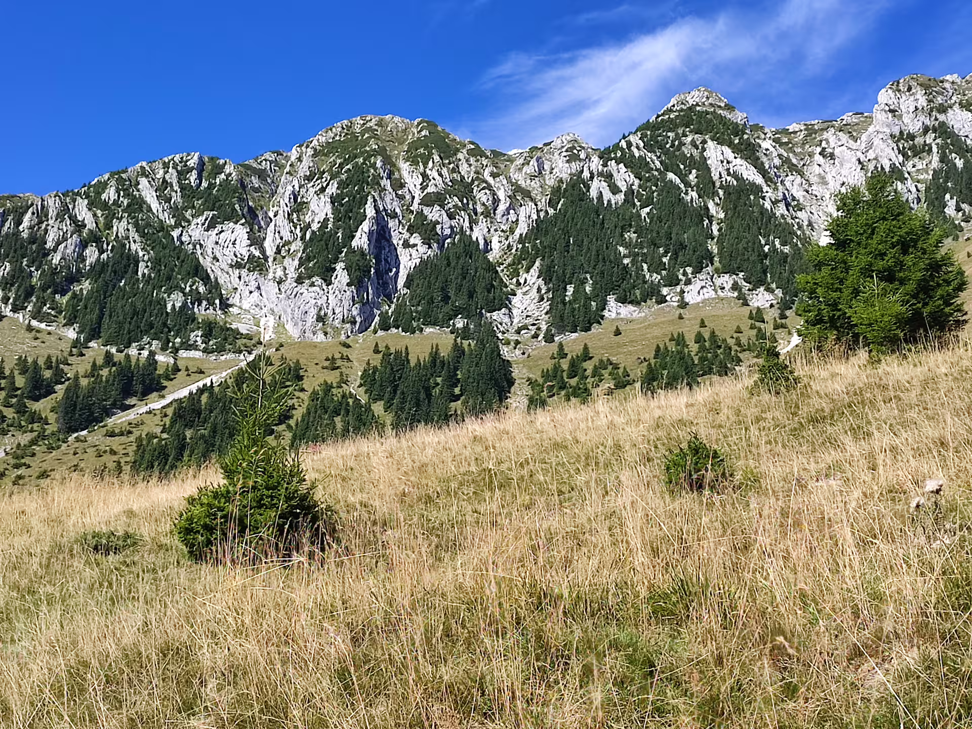 Rocky limestone peaks of Piatra Craiului with evergreen forests and golden alpine meadows under blue sky