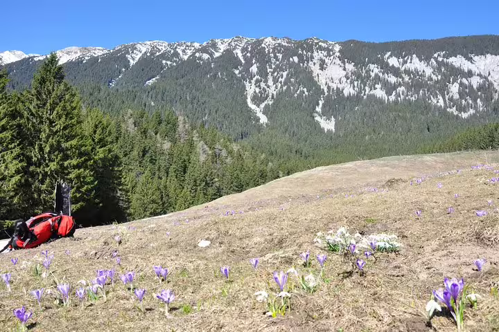 Purple crocuses blooming on alpine meadow with snow-capped Piatra Craiului mountains and red hiking backpack