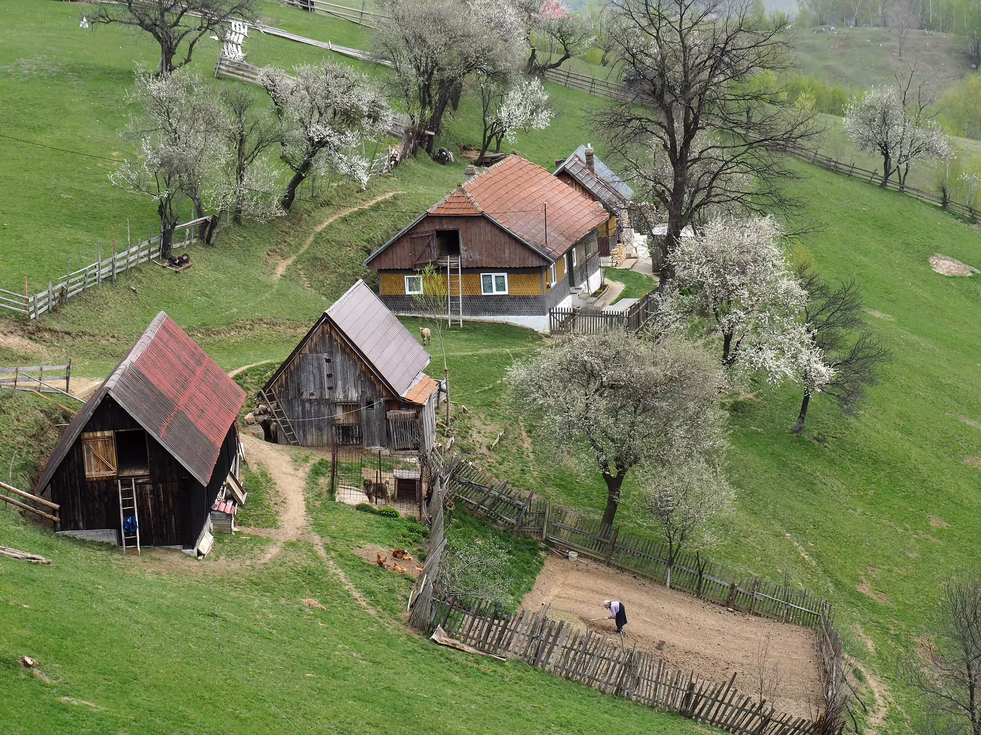Aerial view of traditional Romanian farmhouses on green hillside in Piatra Craiului with blossoming trees