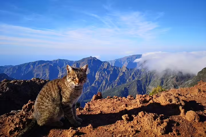 A cat sits on rocky terrain with panoramic views of Pico do Arieiro's mountain peaks under a clear blue sky.