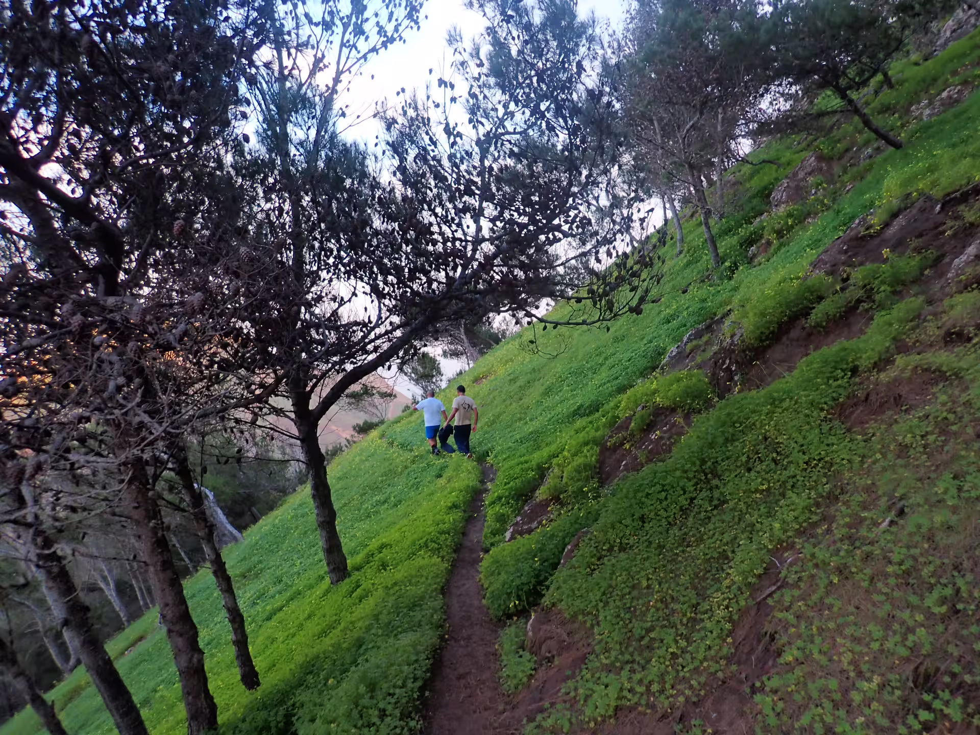 Hikers explore the lush green trail of Pico do Facho, surrounded by vibrant foliage and scenic views, perfect for nature lovers.