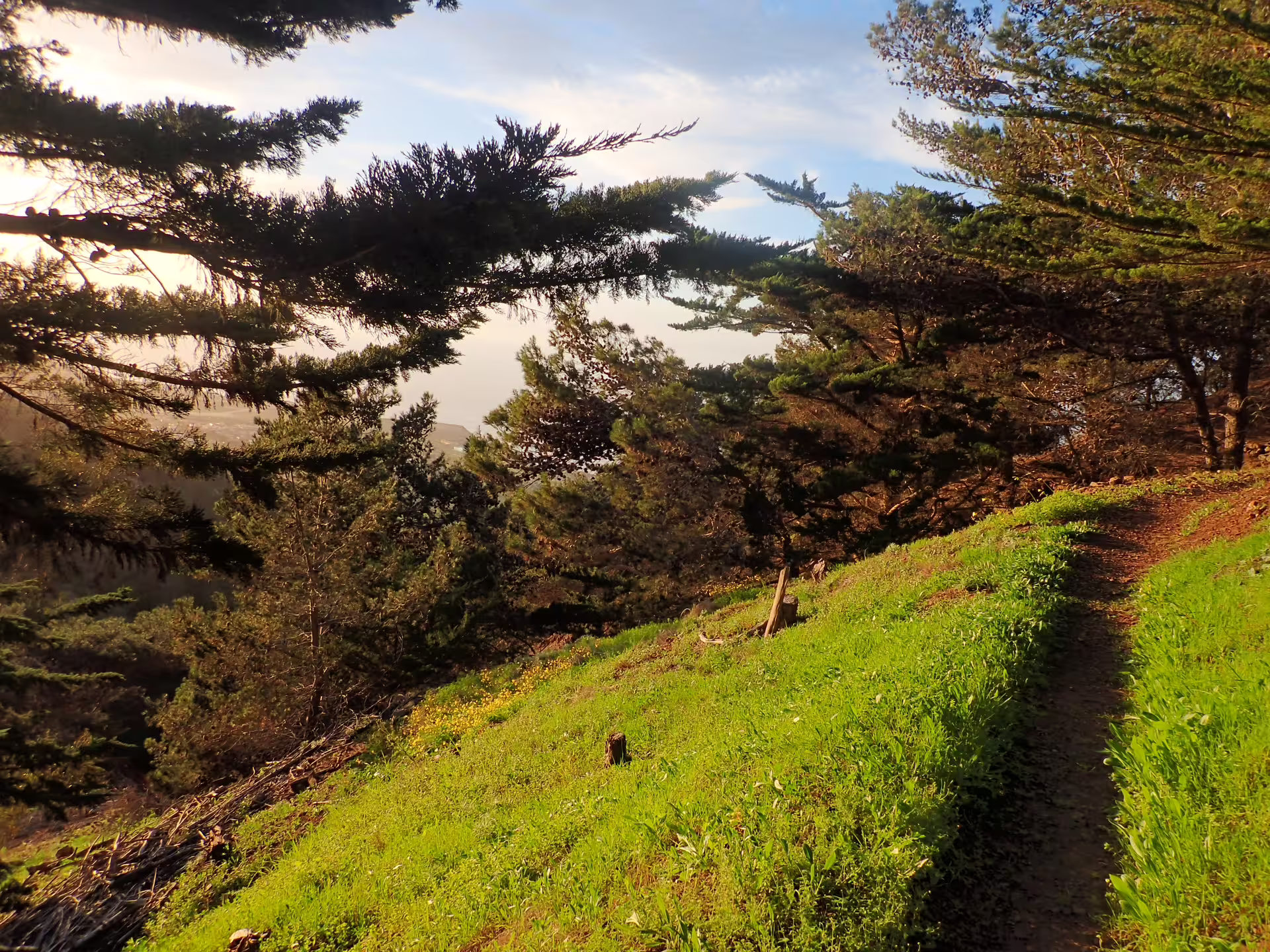 Scenic view of lush greenery and forested path on Pico do Facho Panoramic Trail, ideal for hiking and nature lovers.