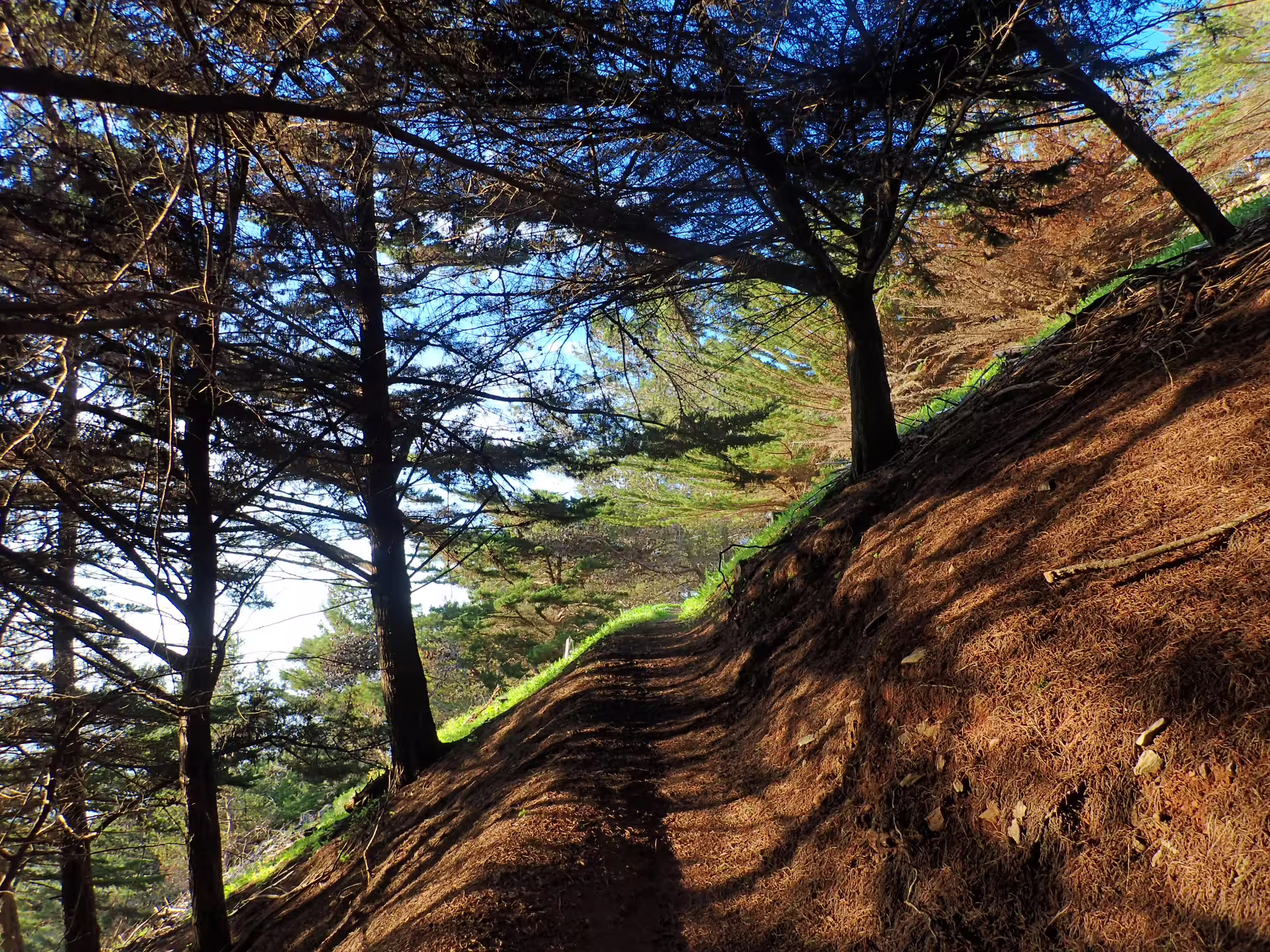 Scenic view of the shaded Pico do Facho Panoramic Trail lined with lush trees, offering a serene hiking experience.