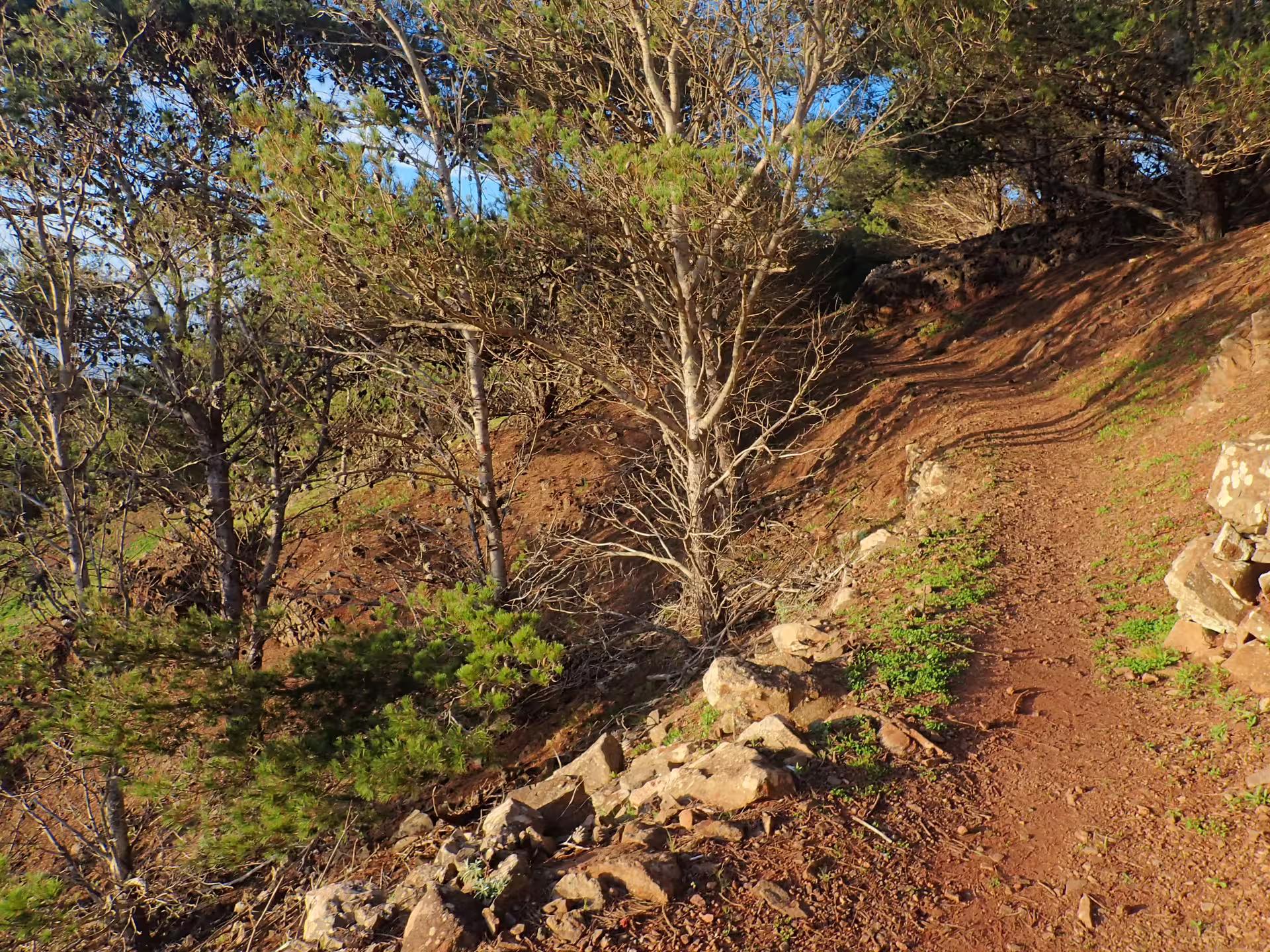 Scenic wooded path on the Pico do Facho Panoramic Trail, showcasing natural landscapes and lush greenery for hiking enthusiasts.