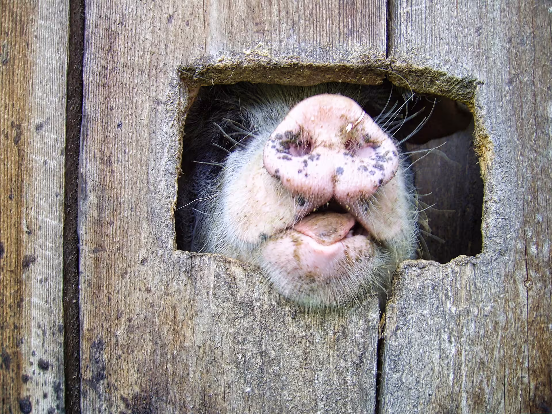 Close-up of a pig snout peeking through a rustic wooden fence on a traditional Maramures farm tour