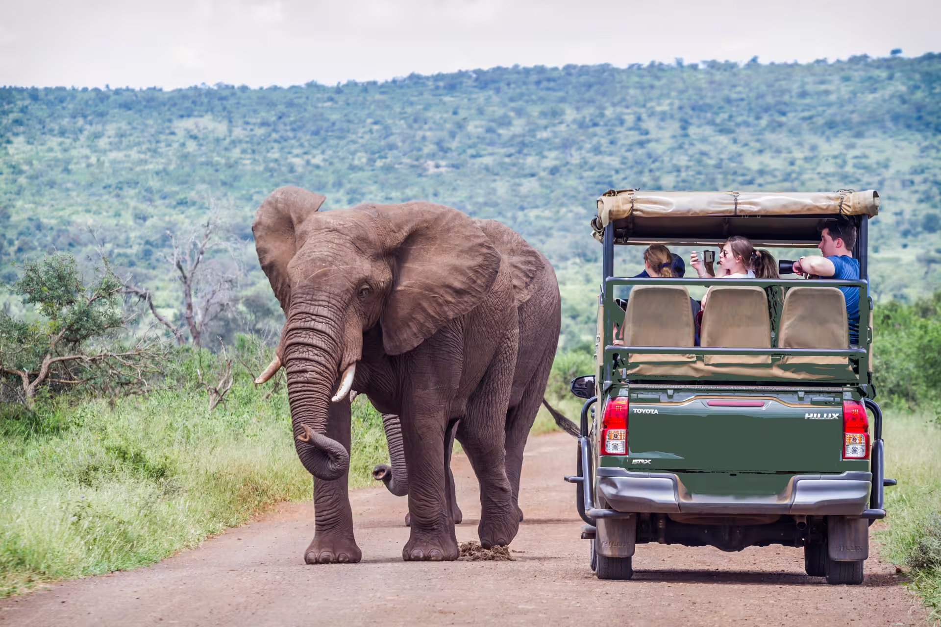 Choose us for the best guided Pilanesberg Safari Tours Johannesburg. Pilanesberg Day Safari