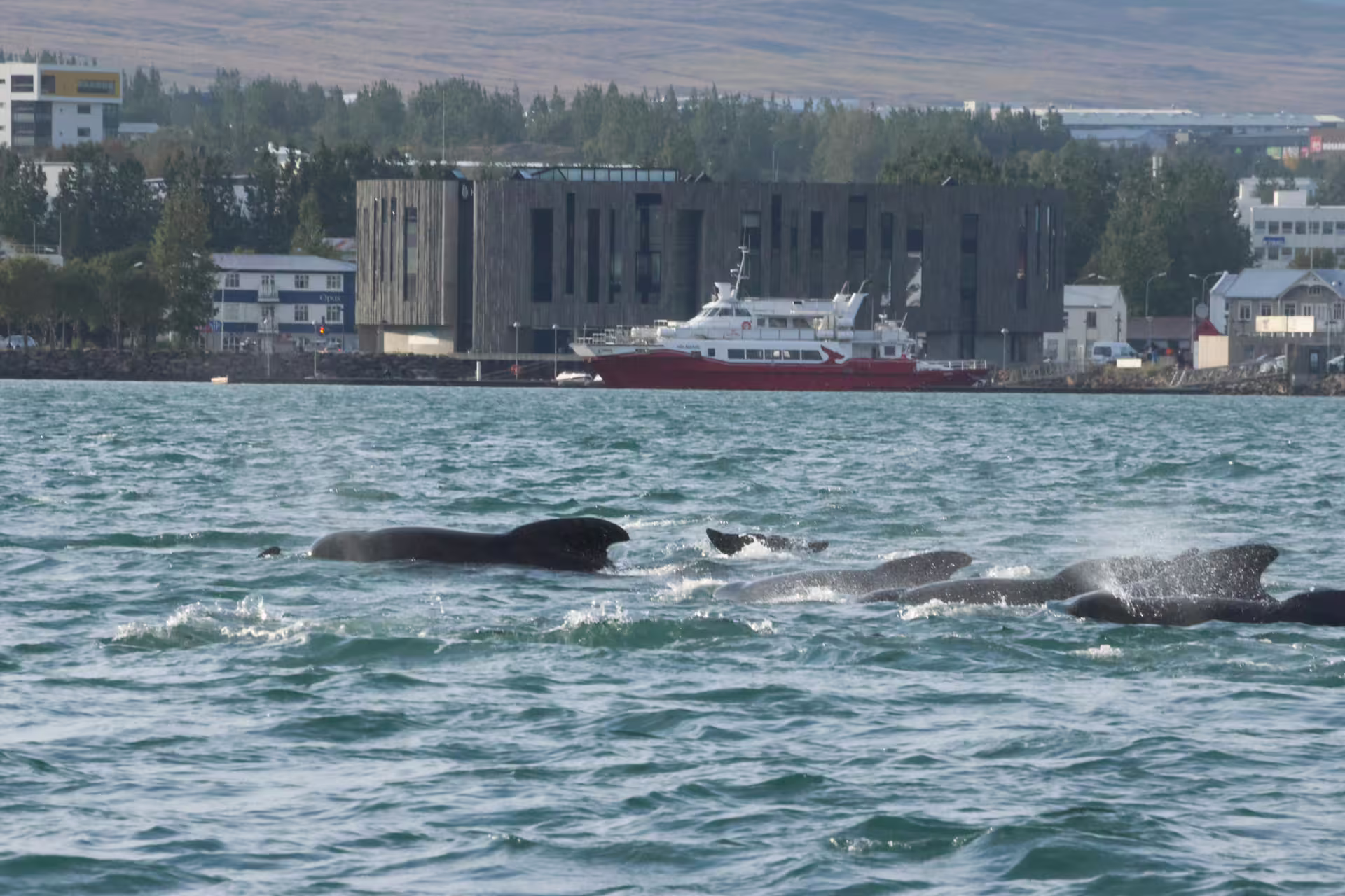 Pod of pilot whales surfacing near Akureyri harbor with red and white ferry in background