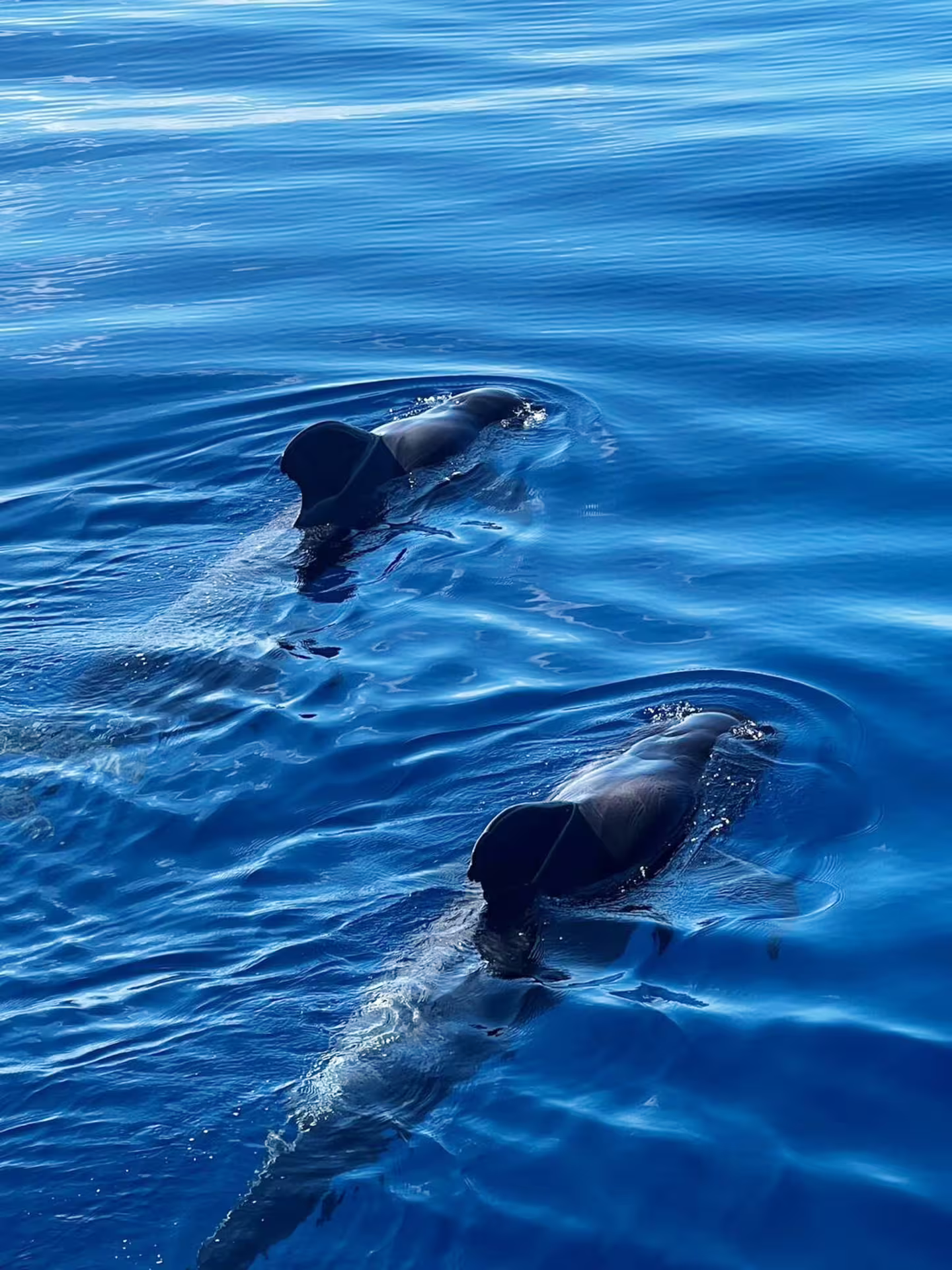 Two pilot whales gracefully swimming in the deep blue ocean during a 2-hour Viking cruise for whale and dolphin watching.