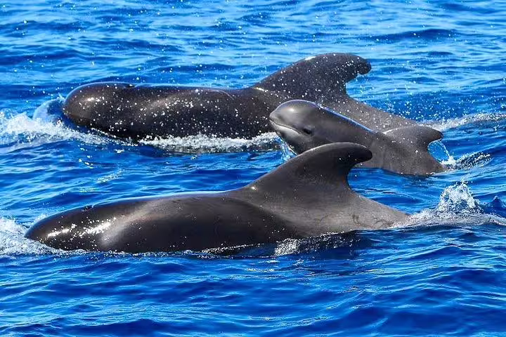 Three pilot whales swimming in the clear blue waters near Los Gigantes, ideal for a catamaran whale watching tour.