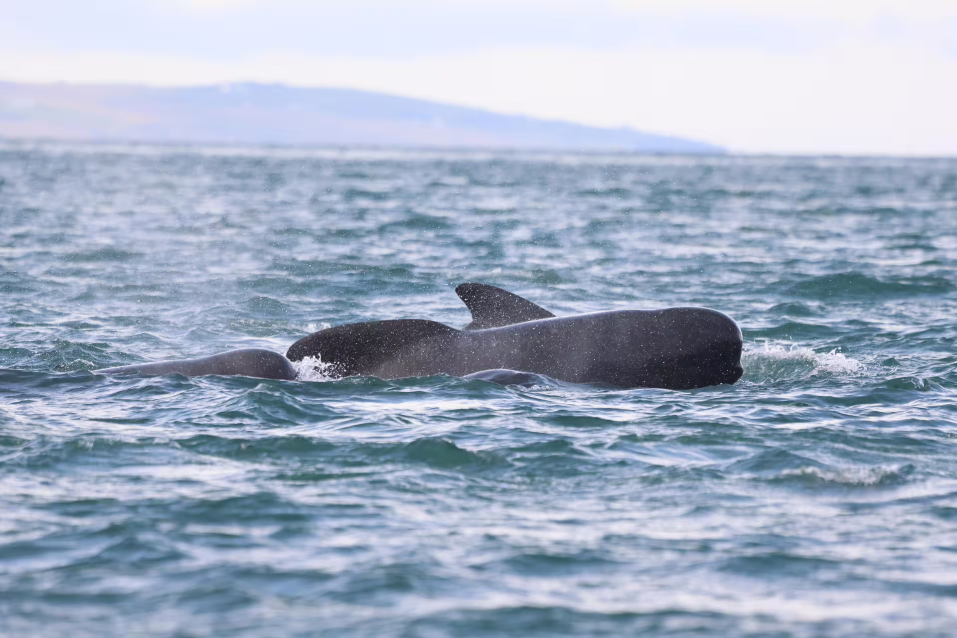 Two pilot whales surfacing in Eyjafjord near Akureyri during a whale watching boat tour