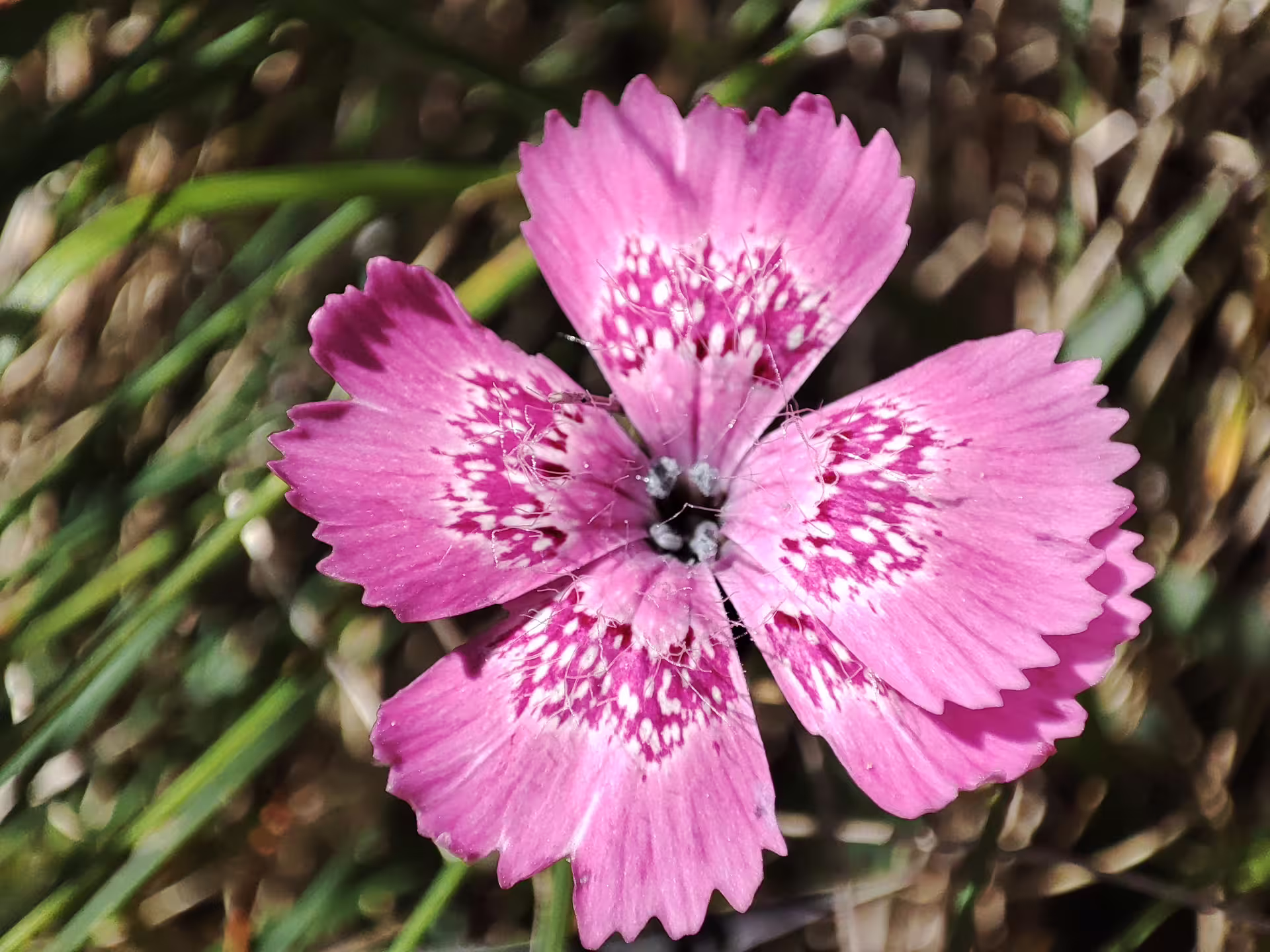 Pink Dianthus wildflower with fringed petals and spotted center blooming in Piatra Craiului mountains
