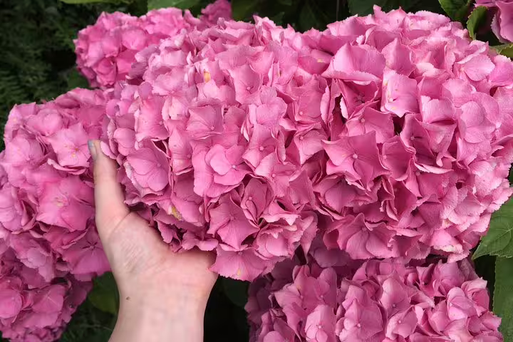 Pink hydrangea bloom close-up on Amsterdam countryside bike tour, seasonal flowers along rural paths