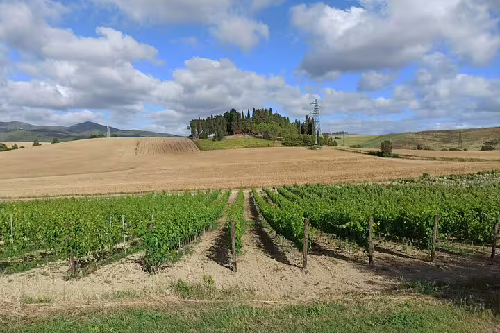 Rolling Chianti countryside with neat vineyard rows and cypress-topped hill, visited on a private Pisa and wine tour