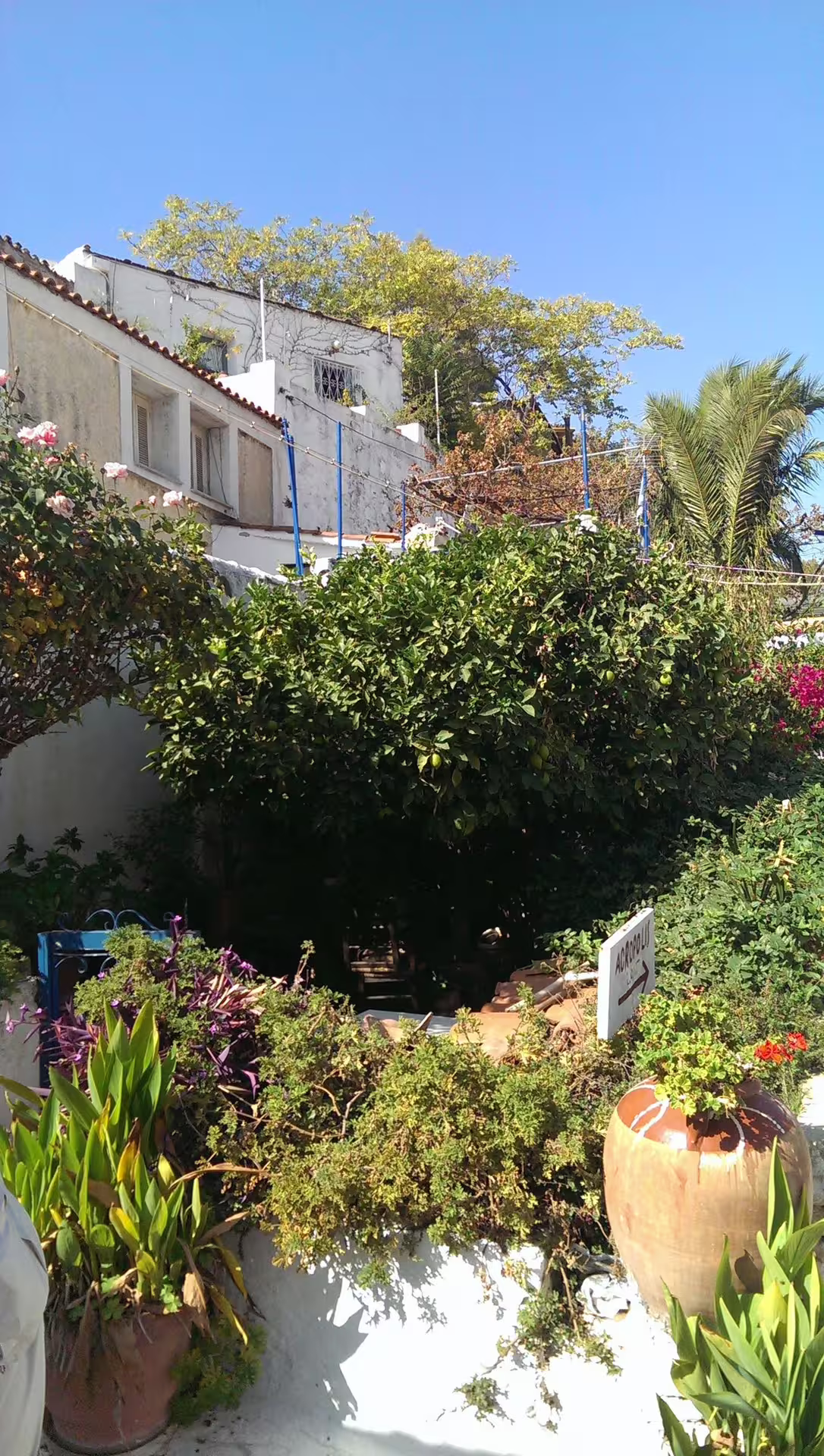 Plaka Athens courtyard with whitewashed house, lemon tree and flowers, seen on Acropolis walking tour route