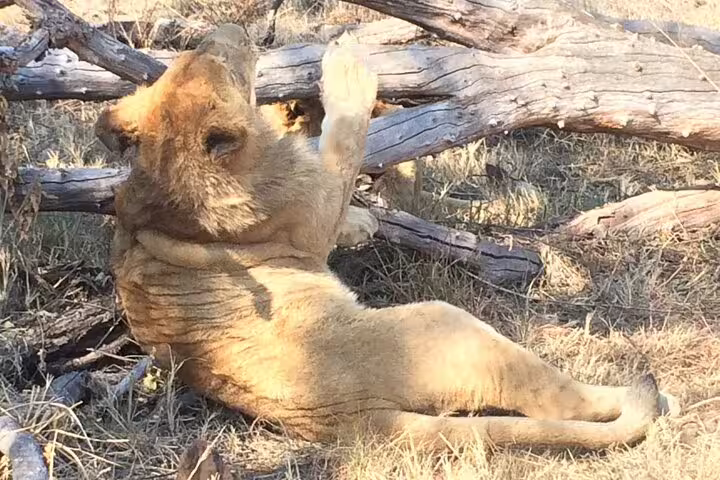 Playful Lion