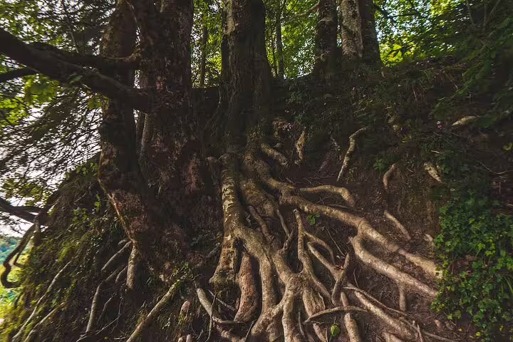 Ancient tree with exposed roots in Plitvice Lakes National Park, Croatia, on scheduled economy tour