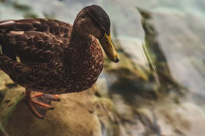 Wild duck by the clear water at Plitvice Lakes, Croatia, on a scheduled economy tour nature stop