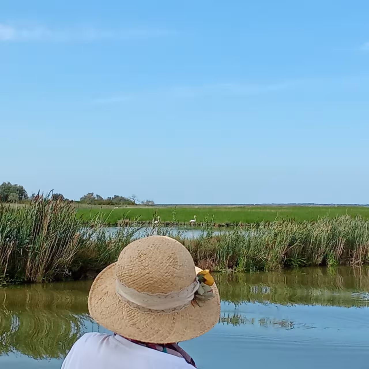 Traveler in straw hat watching reed-lined Po Delta canal, wildlife spotting on Isola dell’Amore boat tour