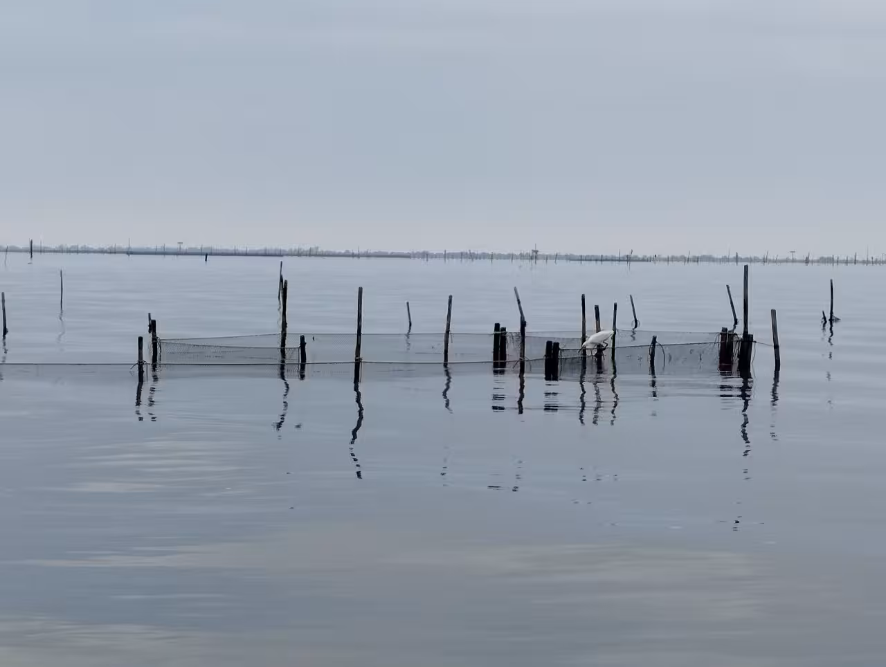 Calm Po Delta lagoon with fishing stakes and nets, wildlife-spotting boat tour near Isola dell’Amore