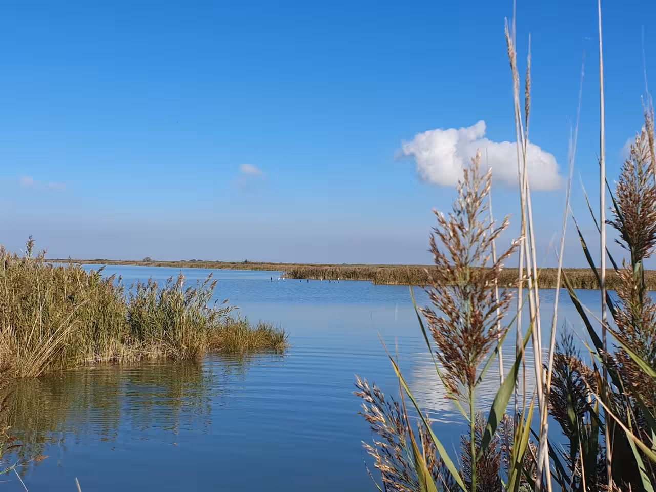 Calm Po Delta lagoon with reeds and open water, scenic nature view on the Isola dell’Amore boat tour in Italy